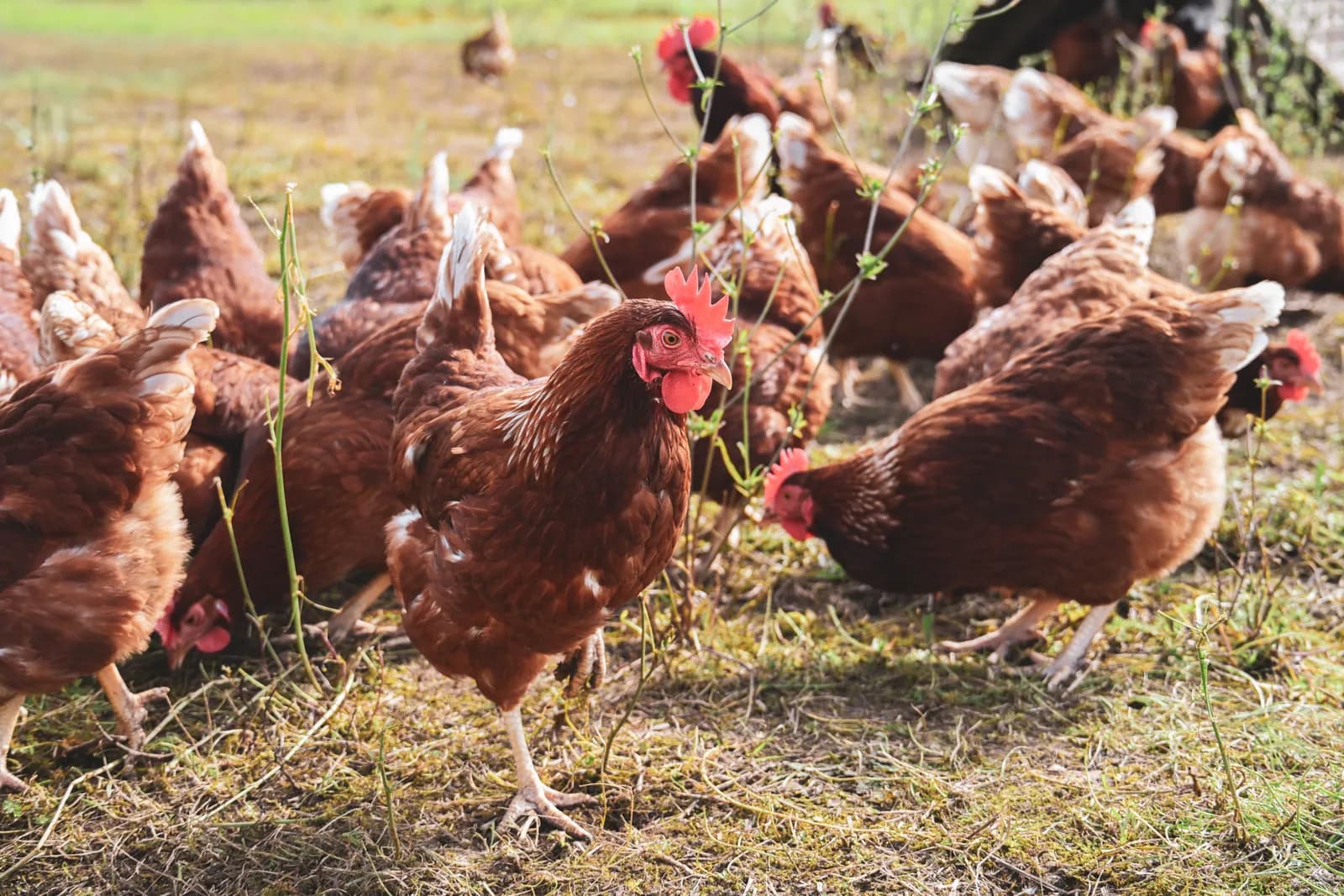 Çayırda serbestçe dolaşan kahverengi yumurtacı tavuk sürüsü