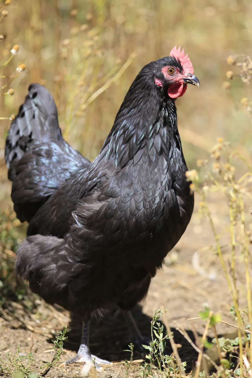 Kuru otların arasında duran siyah tüylü Black Nick yarkası