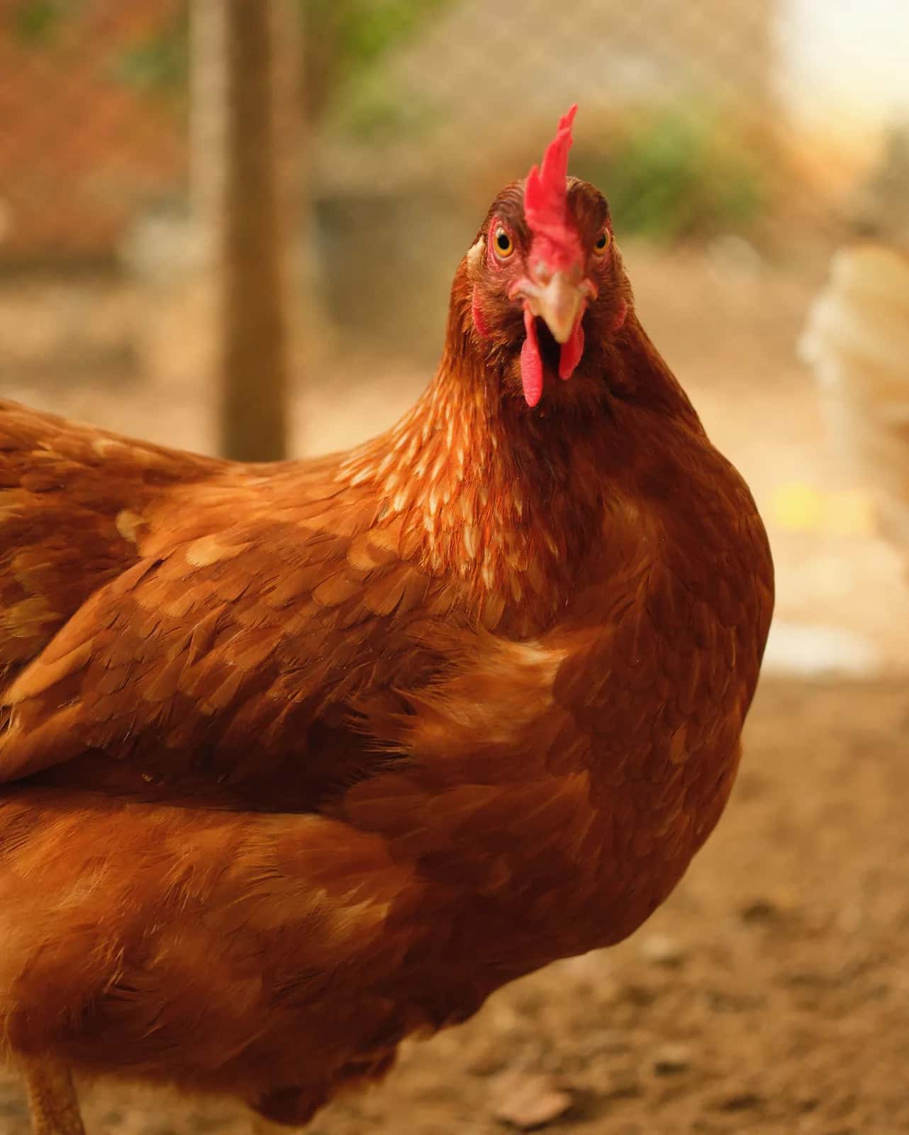 Yakın plan kızıl kahverengi tüylü Lohmann Brown yarkası