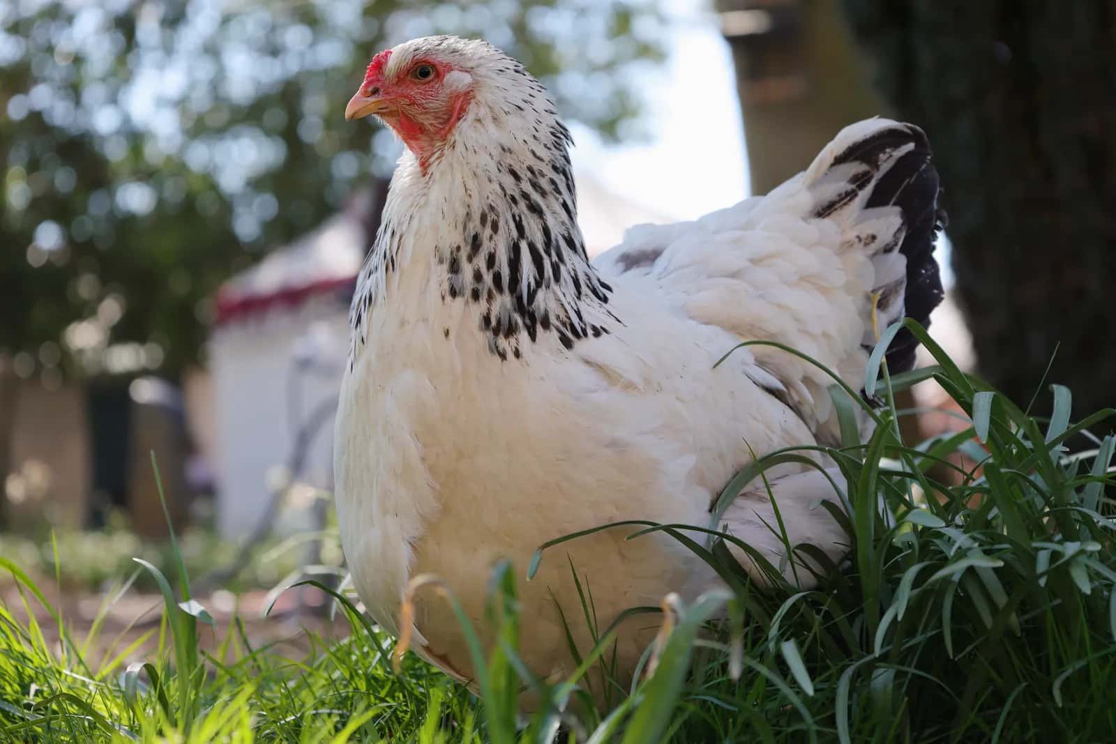 Çimenlerin arasında duran beyaz tüylü, siyah boyunlu Light Sussex tavuğu